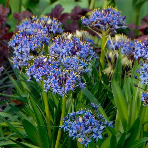 Scilla peruviana | White Flower Farm