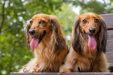 Sausage Dog - My Dachshund