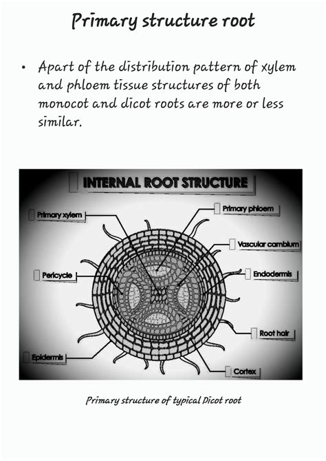 SOLUTION: Primary structure root - Studypool