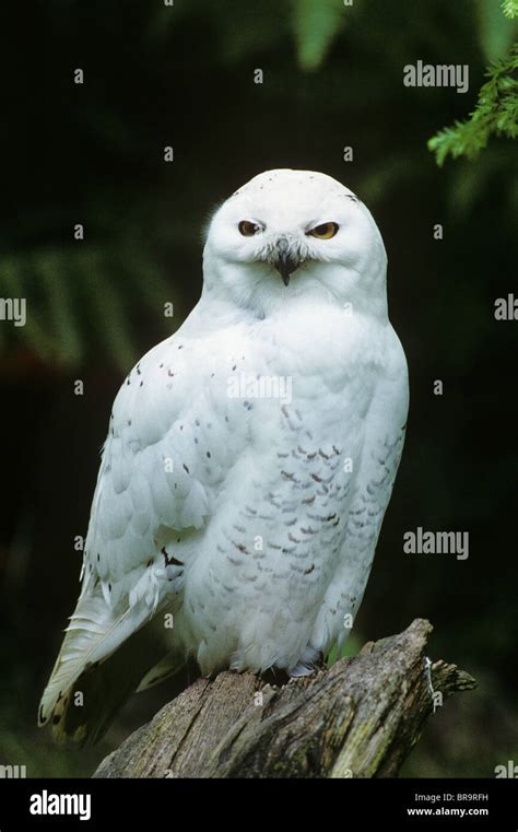 Snowy Owl Nyctea Scandiaca Stock Photo Alamy