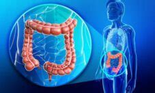 Intestino grueso - Sistema digestivo