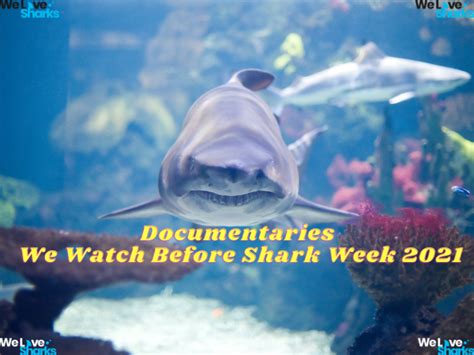 Best Shark Documentaries Every Enthusiast Should Watch