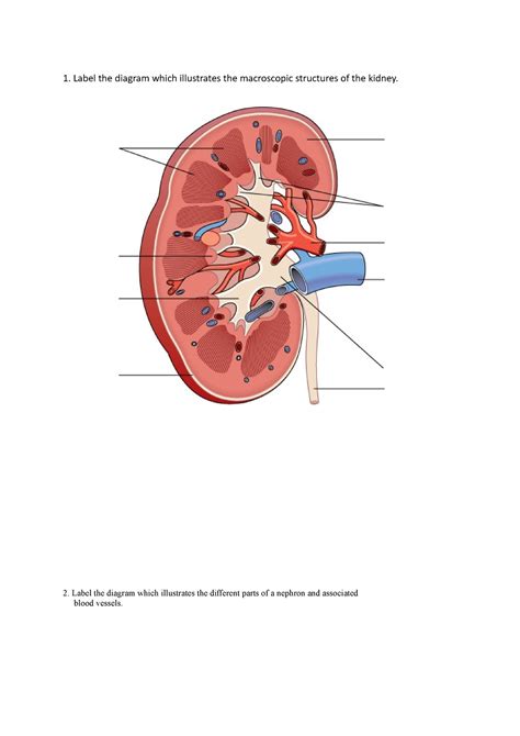 Sample Renal Questions Label The Diagram Which Illustrates The