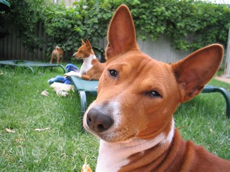 Basenji breed dogs resting in the yard wallpapers and images ...