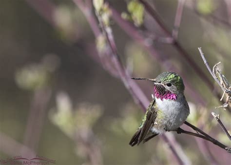 Perched Broad Tailed Hummingbird Male On The Wing Photography