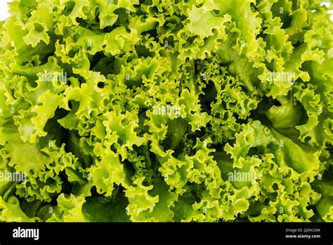 Crisp Lettuce On White Background Stock Photo Alamy