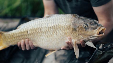 Budget Carp Fishing Gear For Beginners Wilcox Outdoors