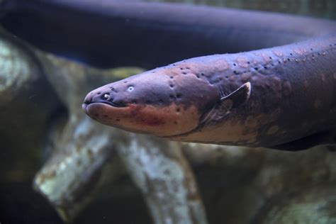 Shocking Electric Eel Facts
