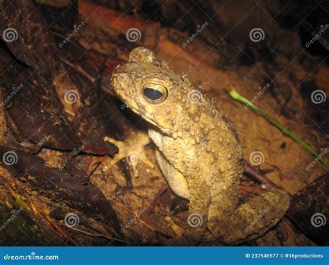 Phrynoidis Aspera River Toad Rough Toad Giant Asian Toad Kodok