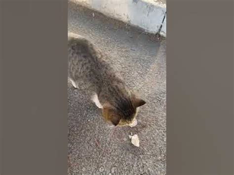 Кот проглот 🐈‍⬛🥟👍 - YouTube