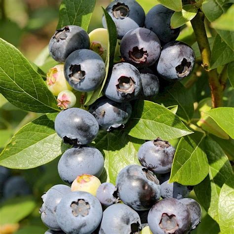 Голубика "Река"