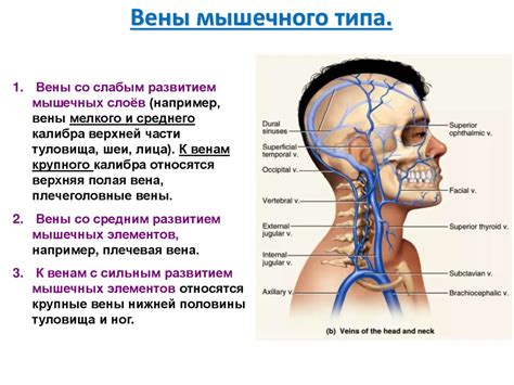 Функциональная анатомия венозной системы. Венозные анастомозы ...