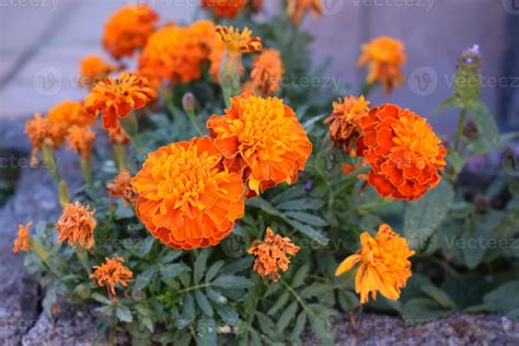 blooming marigold flowers 21639911 Stock Photo at Vecteezy