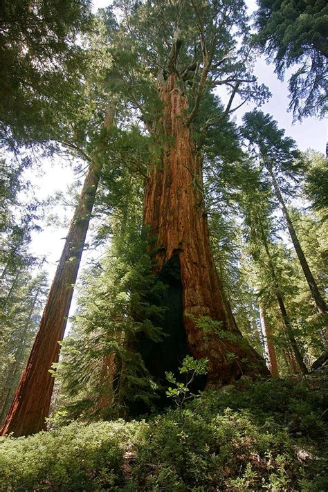 Giant Sequoia Trail Of 100 Giants Photograph By Dan Blackburn Fine