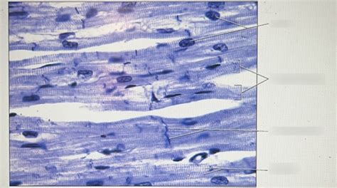 Cardiac Muscle Histology Diagram Quizlet