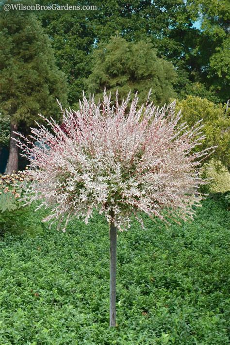 Buy Flamingo Dappled Willow Tree | FREE SHIPPING | Wilson Bros Gardens