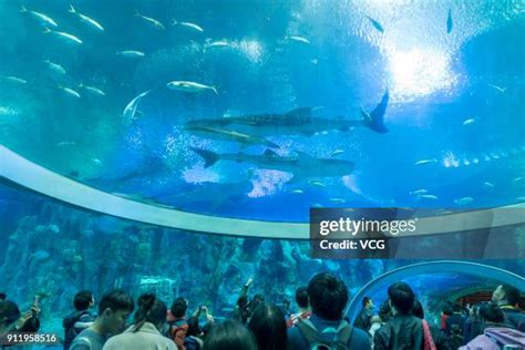 Chimelong Ocean Kingdom In Zhuhai Photos And Premium High Res Pictures