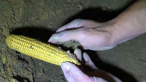 "Unveiling Hidden Riches: A Daring Expedition into the Secrets of ...