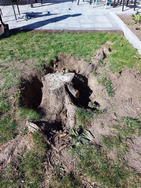 Removing tree stumps - White Lilac Garden Services