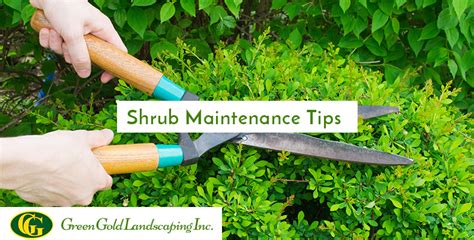 8 Shrub Maintenance Tips to Care and Shape Your Shrubbery