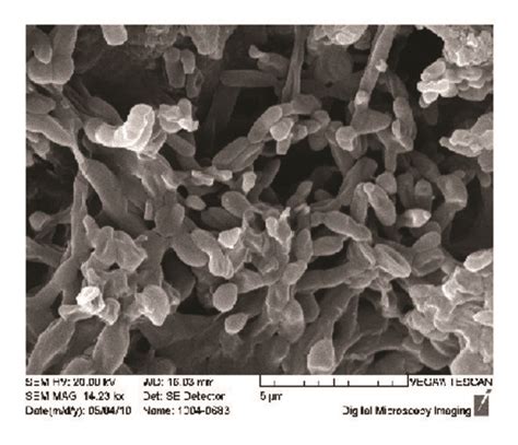 Sem Photomicrographs Of The Rod Bacteria Fossils And Biofilms Eds Data