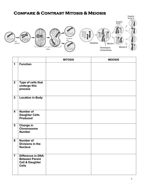 Mitosis Meiosis Venn Diagram - exatin.info