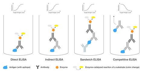 ELISA dans les Tests de Sécurité Alimentaire: Un Aperçu Complet | Hygiena 