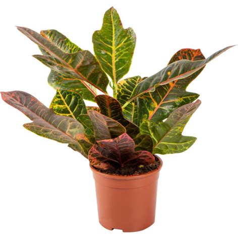 Кодиеум (Кротон) Экселент (30 см) в Москве - «Коллекция Цветов»