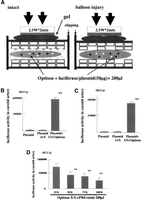 A Procedure Of Transfection Of Naked Plasmid Dna By Means Of