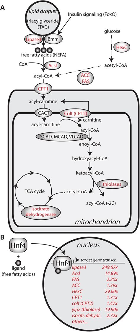 (A) Schematic representation of metabolic enzymes analyzed in this ...