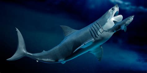 Megalodon Size: Megalodon Shark Facts, Fossil, Size Comparison