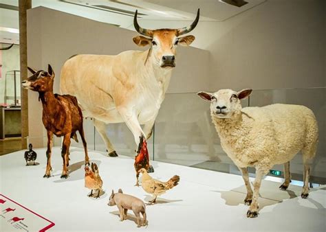 En Images Quand Les Animaux Sinvitent Au Mus E Carr Plantagen T Au