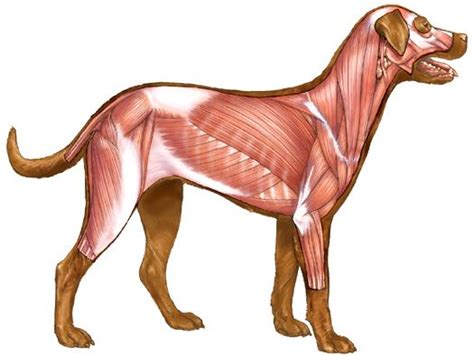 Dog Muscle Chart Dog Anatomy Cat Anatomy Dog Leg