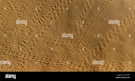 Animal Tracks On Sand Dune Stock Photo Alamy