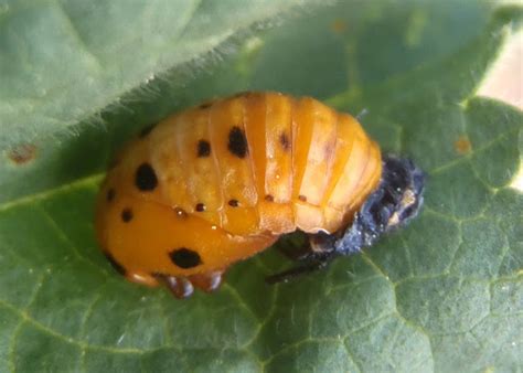 Good Vs Bad Ladybugs In Your Garden And How To Tell The Difference