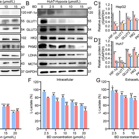 BD Induced Metabolic Reprogramming In HCC Cells Under Hypoxic