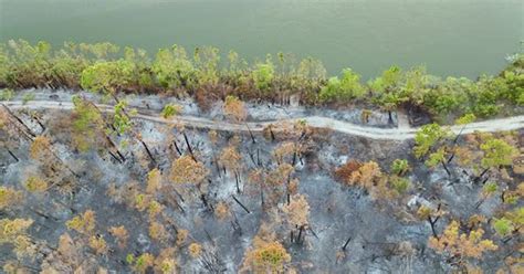 Charred Dead Vegetation Burnt Down After Wildfire Destroyed Florida