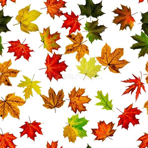 Seamless Floral Pattern Autumn Yellow Red Orange Leaf Isolated On