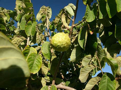 Cherimoya - Wikiwand