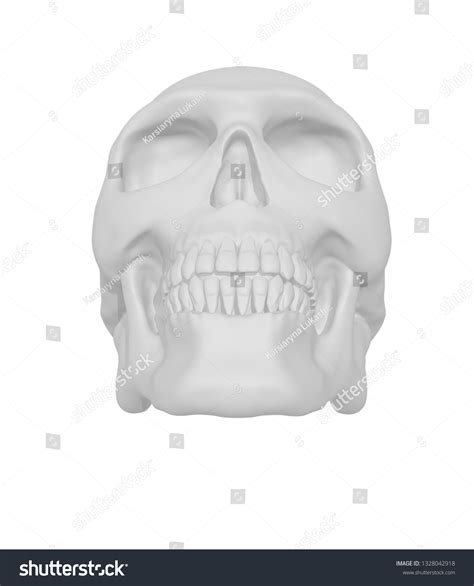 Front View Realistic Human Skull Isolated Stock Illustration 1328042918 | Shutterstock