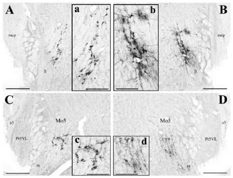 Photomicrographs Illustrating Examples Of Labeled Motoneurons