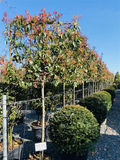Buy Photinia Glabra Japanese Photinia Architectural Plants