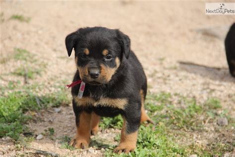 Bq Rott M Red: Rottweiler puppy for sale near Phoenix, Arizona ...