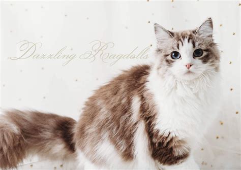 Lynx Bicolor Ragdoll