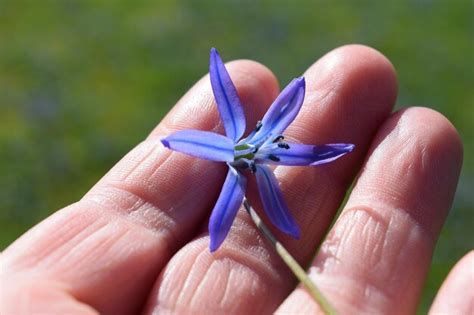 Premium Photo Cropped Hand Holding Purple Flower