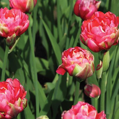 Tulip Renown Unique Spring Blooming Bulbs Plantgem Plantgem