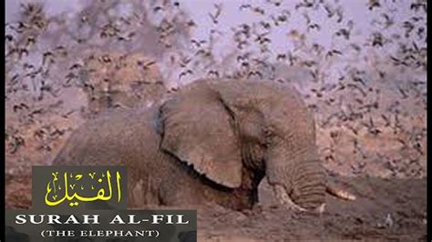 Al Fil Surah Al Feel The Elephant Meditation Quran