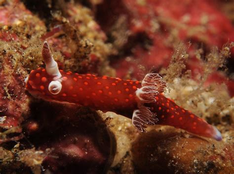 Nembrotha Sp6 Etienne Gosse Flickr