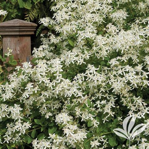 Clematis Paniculata SWEET AUTUMN CLEMATIS From Greenleaf Nursery