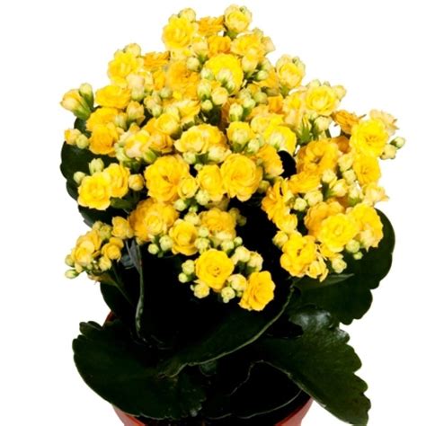 Kalanchoe Yellow Plant